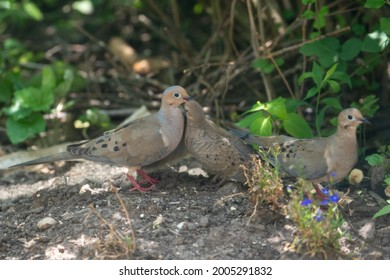 Mourning Dove Parents Come Down To Their Fledgling's Hiding Spot. Lots Of Feeding And Preening Under The Lilacs Of Their Soon To Be Grown Chick.