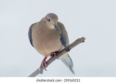 Mourning Dove Perched On A Limb In Lexington, Kentucky During Winter Storm Thor.