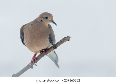 Mourning Dove Perched On A Limb In Lexington, Kentucky During Winter Storm Thor.