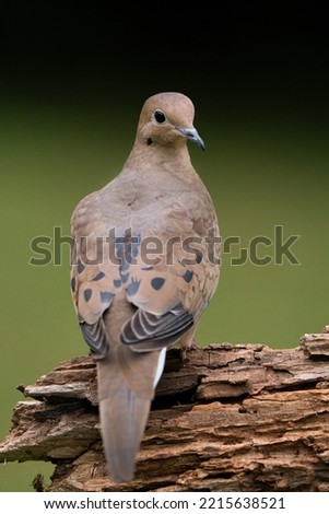 A mourning dove perched on a log