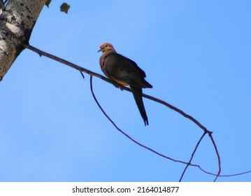 A mourning dove perched on a tree branch in Prescott Valley, Arizona