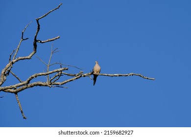 Mourning dove perching on the tree branch