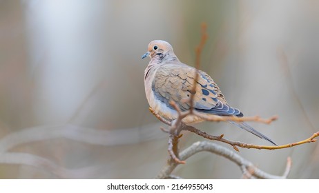 Mourning dove perching on a tree branch