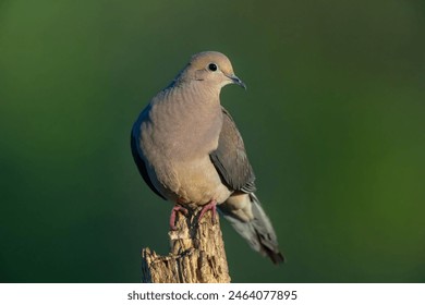 Mourning dove portrait with a smooth green background. - Powered by Shutterstock