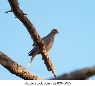 Mourning Dove Resting In Forest. Svelte With A Long, Pointed Tail. Plain Brown Overall With Dark Spots On Wing. 