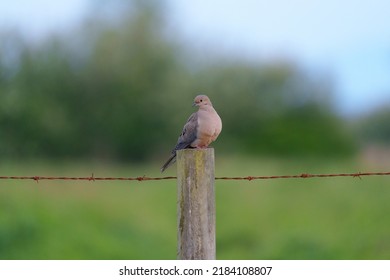 Mourning Dove Resting On Fence. Svelte With A Long, Pointed Tail. Plain Brown Overall With Dark Spots On Wing. 