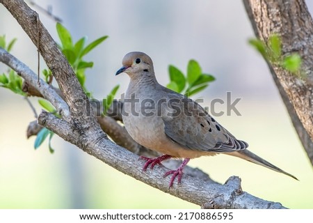 Mourning Dove Resting Peacefully on a Branch in Early Spring in Louisiana