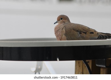 A Mourning Dove Sitting In A Heated Bird Bath On A Cold Winter Day Trying To Warm Up Its Bum.  The Bird Looks Relaxed And Using The Bath Like A Hot Tub Instead Of A Reliable Water Source For Drinking.