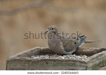 Mourning Dove sitting on bird feeding station. 