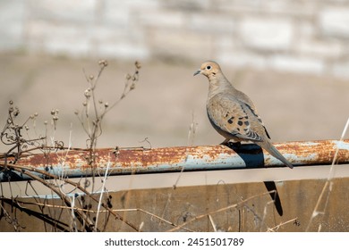 A mourning dove sitting on a branch of a tree in Ontario, Canada at a cold day in winter. Mourning dove perched on a fence post. View of Perched Laghing Dove. Collared dove sitting on a fence. - Powered by Shutterstock