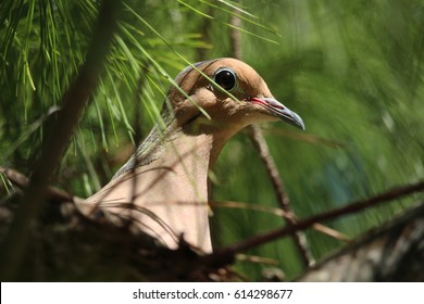 Mourning Dove Sitting On Nest