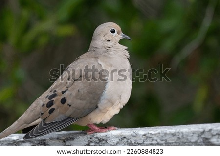 Mourning dove sitting on wall