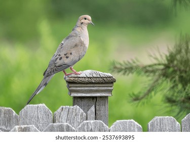 A mourning dove sitting perched on a wooden fence post with bright green background.  - Powered by Shutterstock