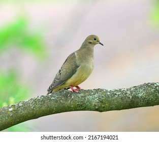mourning dove standing on tree branch in spring season       