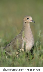 Mourning Dove, Zenaida Macroura, Adult, Lake Corpus Christi, Texas, USA, May