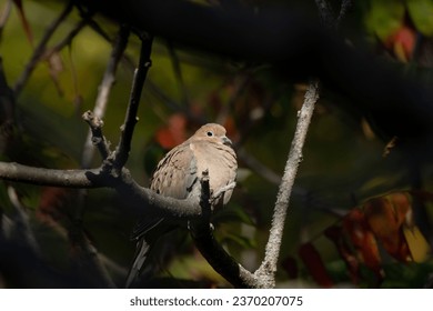 The mourning dove (Zenaida macroura). Bird known as the American mourning dove, the rain dove, and colloquially as the turtle dove, and was once known as the Carolina pigeon and Carolina turtledove