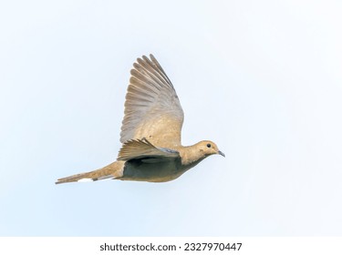 Mourning Dove, Zenaida macroura carolinensis, on Bermuda. - Powered by Shutterstock