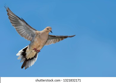 A Mourning Dove, Zenaida Macroura, In Flight