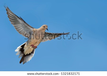 A Mourning Dove, Zenaida macroura, in flight