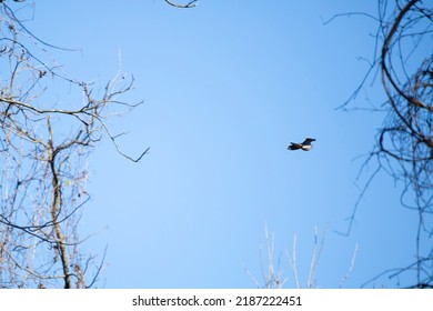 Mourning Dove (Zenaida Macroura) Flying Through A Pretty, Blue Sky