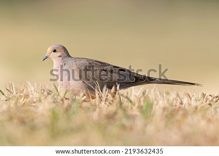 A mourning dove (Zenaida macroura) foraging in a park in the grass in the morning light