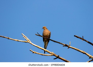 The mourning dove (Zenaida macroura) also known as the American mourning dove, the rain dove, and colloquially as the turtle dove, and was once known as the Carolina pigeon and Carolina turtledove