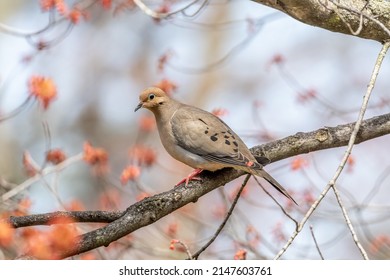 A Mourning Dove ( zenaida macroura ) perched on a tree branch in the spring.