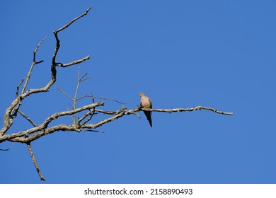 A Mourning dove (Zenaida Macroura) perching on the tree branch