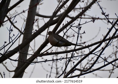 Mourning dove (Zenaida macroura) resting in tree at dusk during Spring