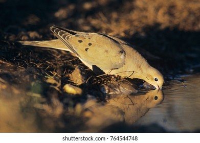 Mourning Dove, Zenaida Macroura,adult Drinking, Lake Corpus Christi, Texas, USA, May