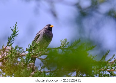 Mourning Sierra Finch (Phrygilus fruticeti), adult male perched on a cypress tree singing at sunrise.