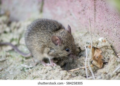 A mouse.