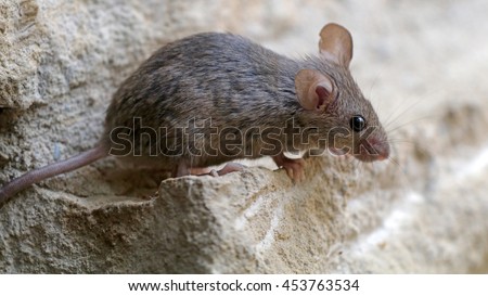 Mouse