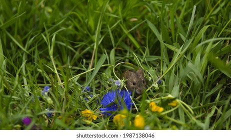 Mouse Animal, Green Background  Field Mouse  Between Flowers And Green Grass In The Meadow At Spring (Apodemus Agrarius) Cute Mouse, Spring On Meadow With Sunlight.