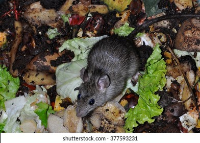 Mouse Animal Rat In A Vegetable Garbage Bin