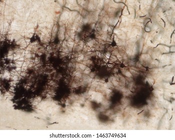 Mouse brain section stained with the Golgi stain, a 19th century technique that was  widely used until recently -  and occasionally still is.  Neurons and some vessel fragments in the cerebral cortex.