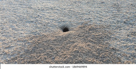 A Mouse Burrow In The Desert At Daytime