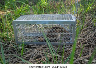 A Mouse In The Cage , Brown Rat Was Catch In The Metal Cage, Mousetrap In Nature.