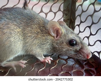 A Mouse In The Cage , Mousetrap , Close-up