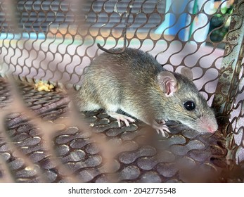 A Mouse In The Cage , Mousetrap , Close-up Mice Or Rat Caught In A Trap. , Rat In A Spring-trap.