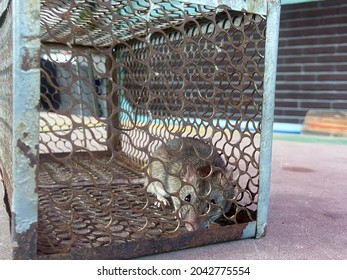 A Mouse In The Cage , Mousetrap , Close-up Mice Or Rat Caught In A Trap. , Rat In A Spring-trap.