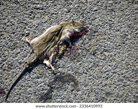 Mouse carcass on asphalt surface stock photo.