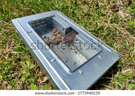 Mouse caught in humane mouse trap baited with dog biscuits. The mouse was released unharmed into woodland.
