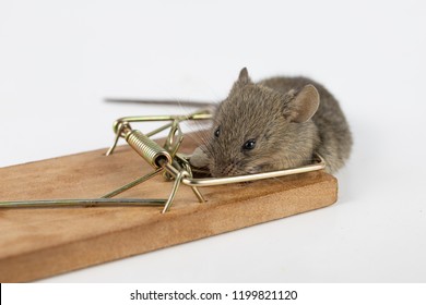 Mouse Caught On Mousetrap Killing Mice Stock Photo 1199821120 ...