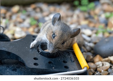 A mouse caught in a sping loaded bartrap mouse trap