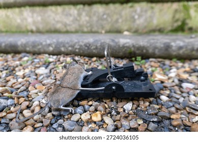A mouse caught in a sping loaded bartrap mouse trap