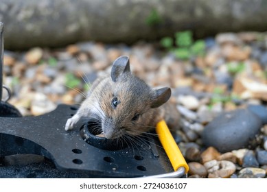 A mouse caught in a sping loaded bartrap mouse trap