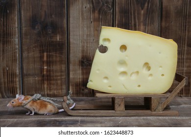 Mouse And Cheese. Dreams Come True! Cute Mouse Pulls Tasty Swiss Cheese With Holes. Pet Gourmet. Nutrition And Delivery. Funny Stubborn Animal On Diet. Hard Work. Mouse Wants Delicious Dinner. Glutton