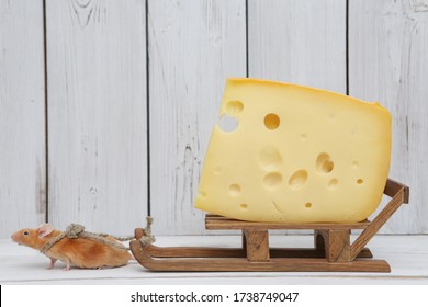 Mouse And Cheese. Nutrition And Delivery. Dreams Come True! Cute Mouse Pulls Tasty Swiss Cheese With Holes. Pet Gourmet. Funny Stubborn Animal On Diet. Hard Work. Mouse Wants Delicious Dinner. Glutton