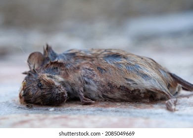 Mouse Corpse Lies On The Road